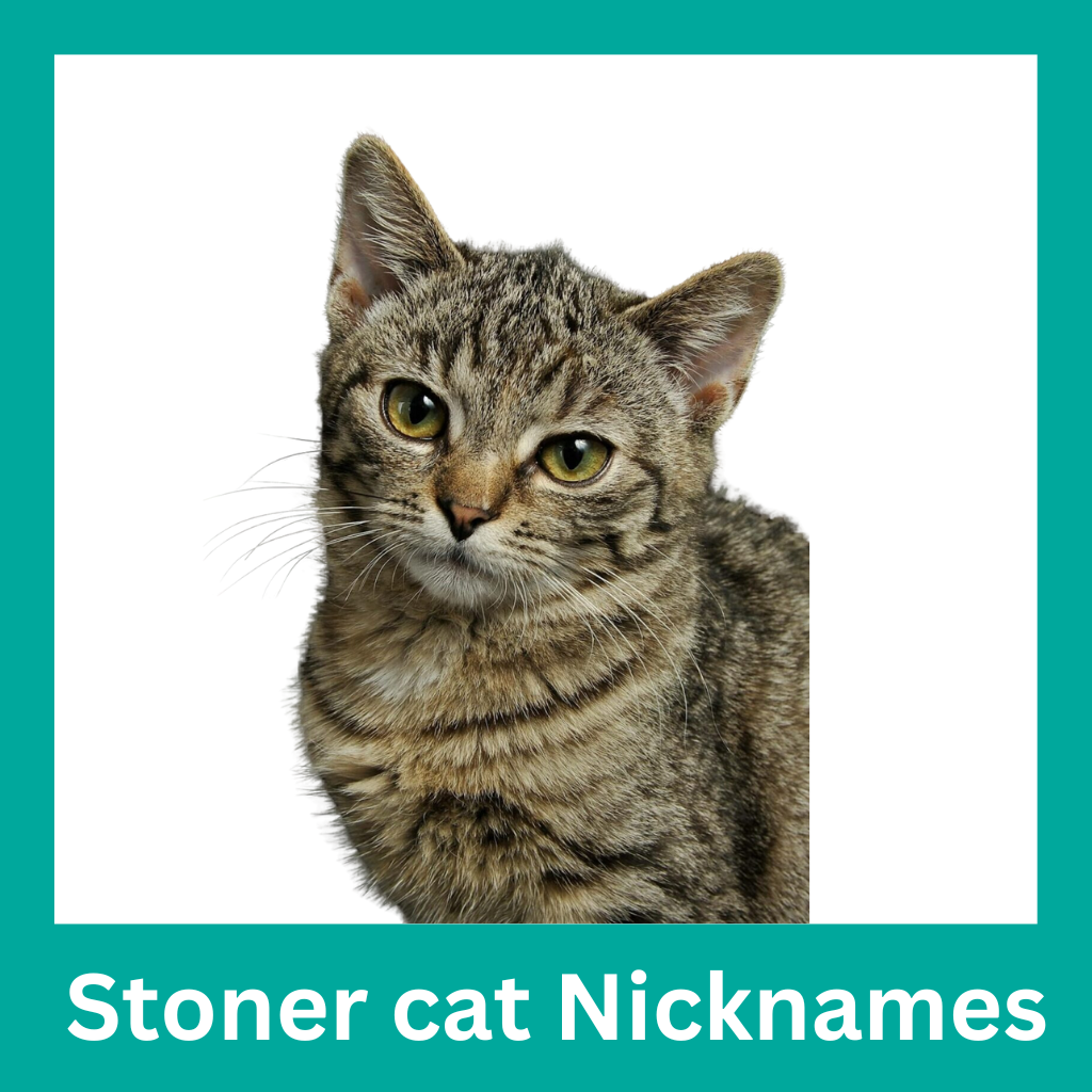 stoner cat nicknames batch3 maktab e hunar (1)